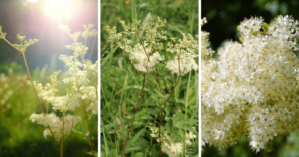 Pelkinė vingiorykštė