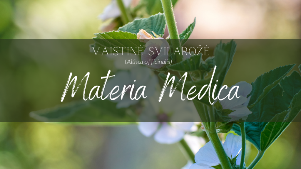 Vaistinė svilarožė_Althea officinalis