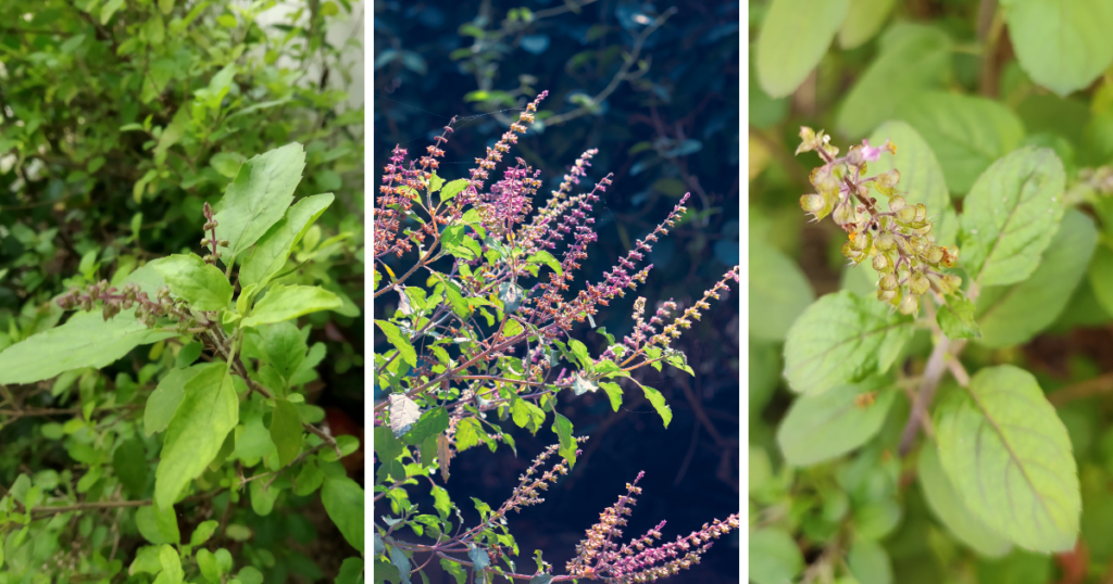 Tulsi šventasis bazilikas vaistinių augalų enciklopedija