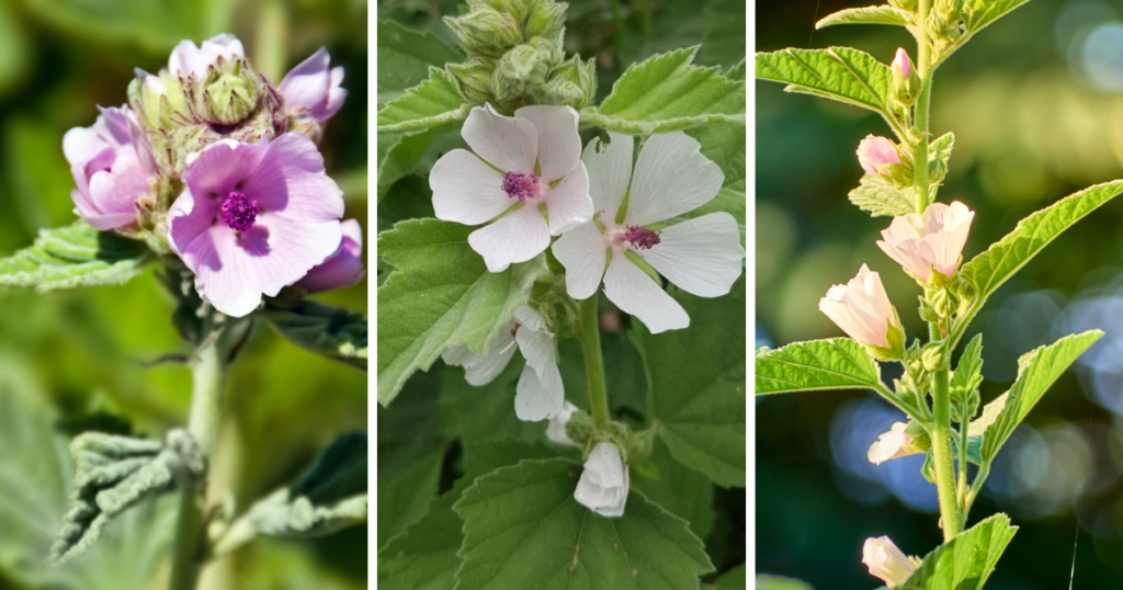Vaisitnė svilarožė_althea officinalis