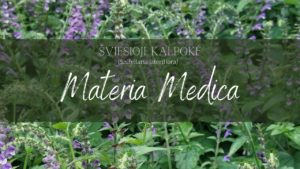 Šviesioji kalpokė Scutellaria lateriflora