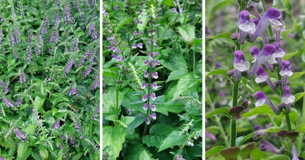 šviesioji kalpokė scutellaria lateriflora