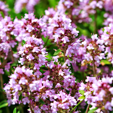 Ciobrelio hidrolatas_Thyme hydrosl