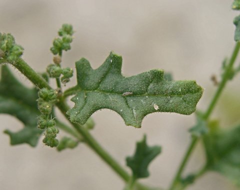 Chenopodium botrys leaves