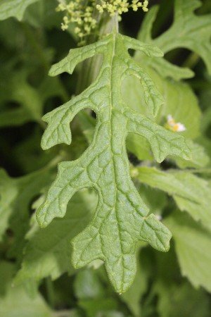 Dysphania shraderiana leaves