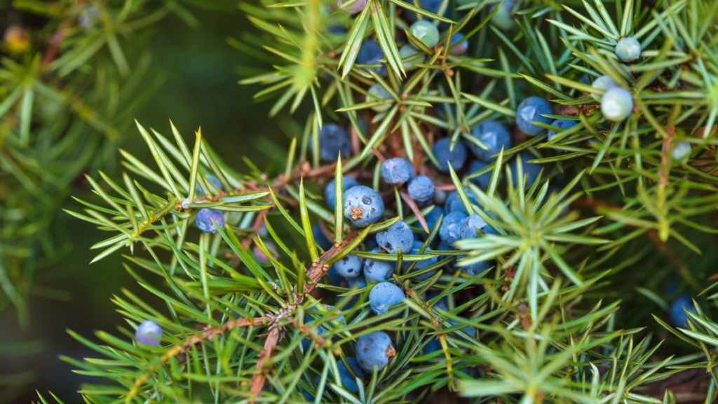 juniper with its berries