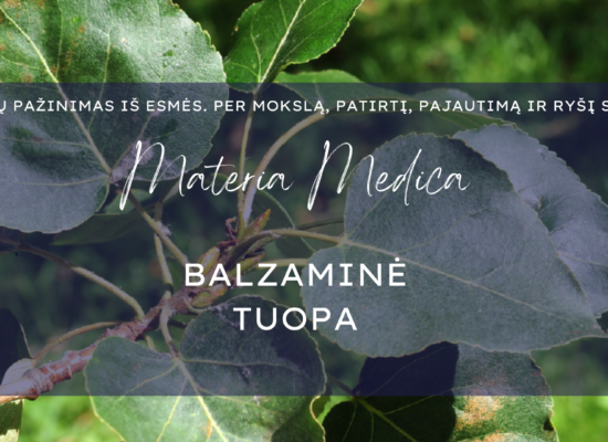 Balzaminė tuopa materia medica