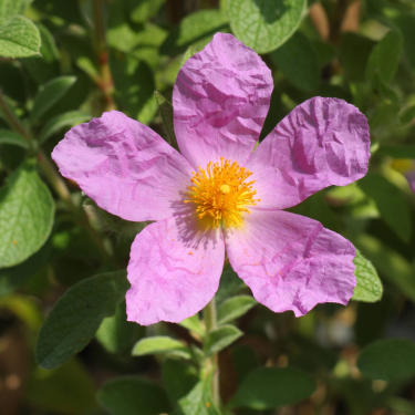 Cistus incanus creticus