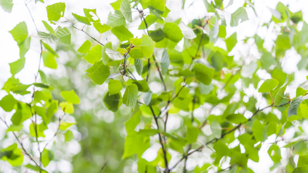 Birch leaves