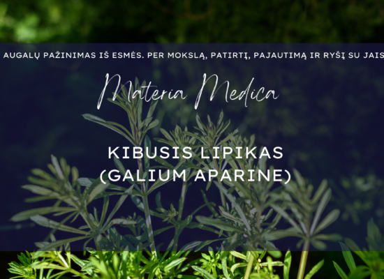 Kibusis lipikas (Galium aparine) materia medica