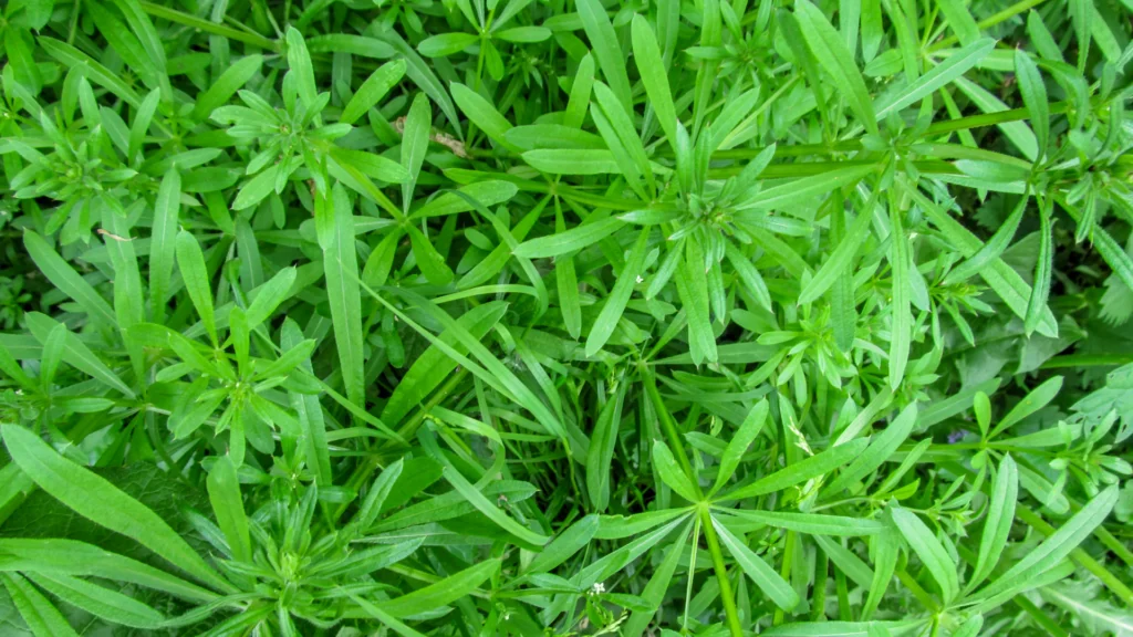 cleavers