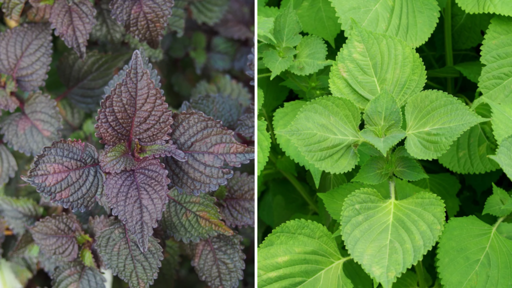 Picture shows two varieties of shrubby perilla plant - one with green leaves, the other - with darker violet ones.