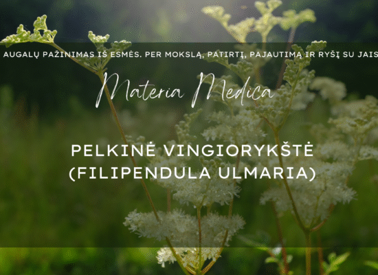 Vingiorykste materia medica