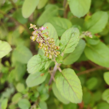 Tulsi, Šventasis Bazilikas, Ocimum sanctum