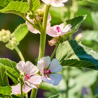 Vaisitnė svilarožė_althea officinalis