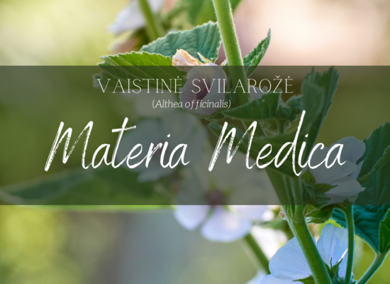 Vaistinė svilarožė_Althea officinalis