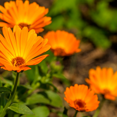 Vaistinė medetka calendulla officinalis