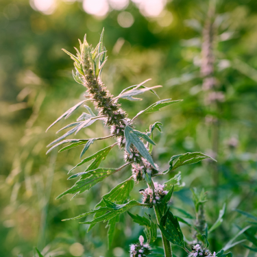 Paprastoji sukatžolė (Leonurus cardiaca)