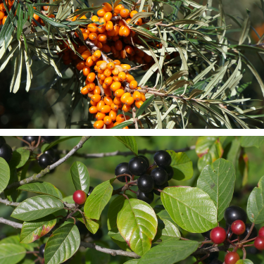 fitoterapinė painiava