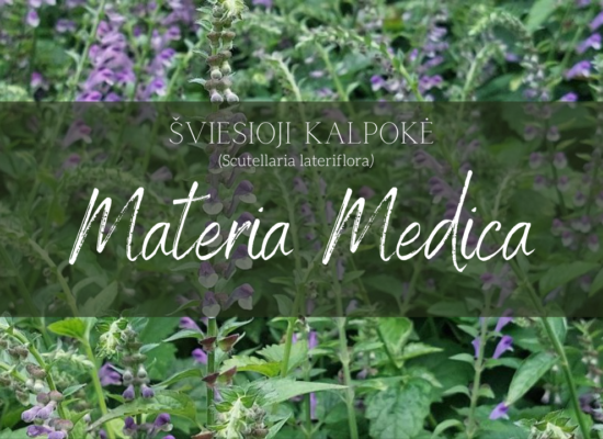 Šviesioji kalpokė Scutellaria lateriflora