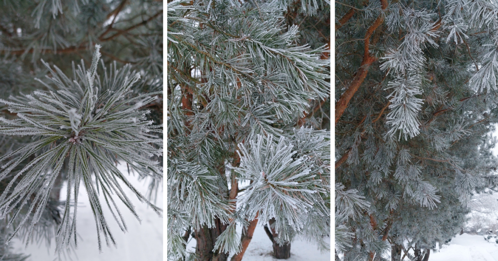 Pušis (Pinus sylvestris)
