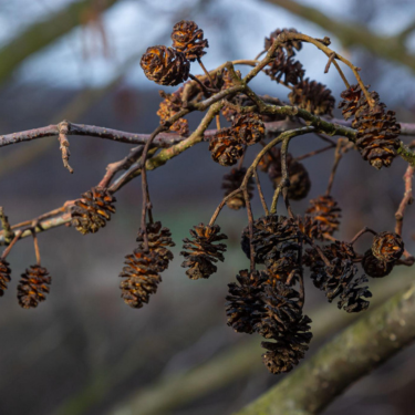 Alksnis (Alnus glutinosa, Alnus incana)