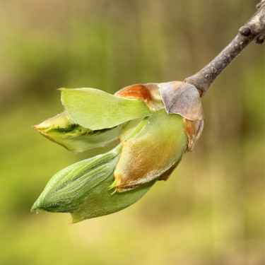 Gemoterapija praktikoje