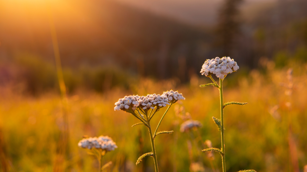 Paprastoji Kraujažolė (Achillea Millefolium)