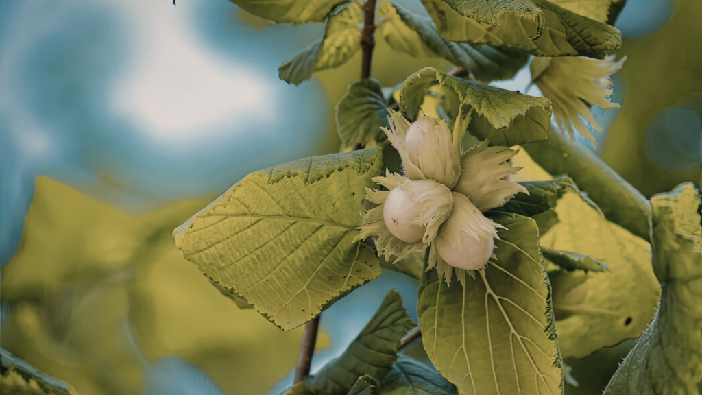 Paprastasis Lazdynas (Corylus avellana)
