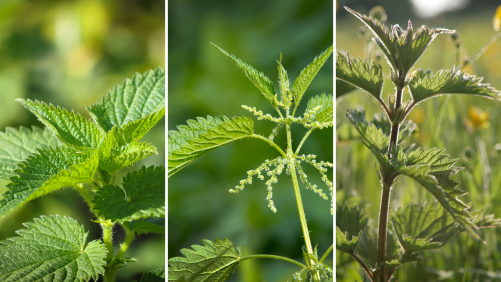 Dilgėlė (Urtica dioica)